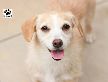 Adopt-A-Pet